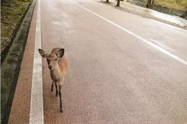 奈良小鹿